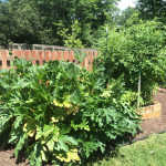 raised bed garden using bio-char