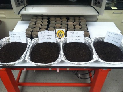 Biochar on the Growth of Cherry Belle Radishes