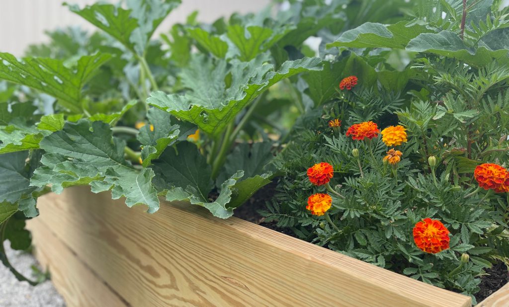 Raised Bed Garden with Flowers