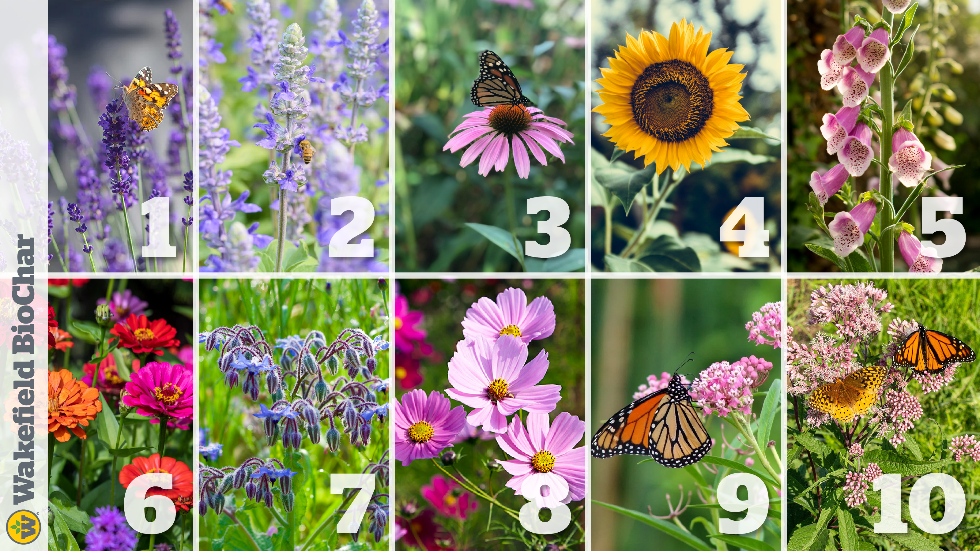 Montage of ten pollinator flowers and plants.