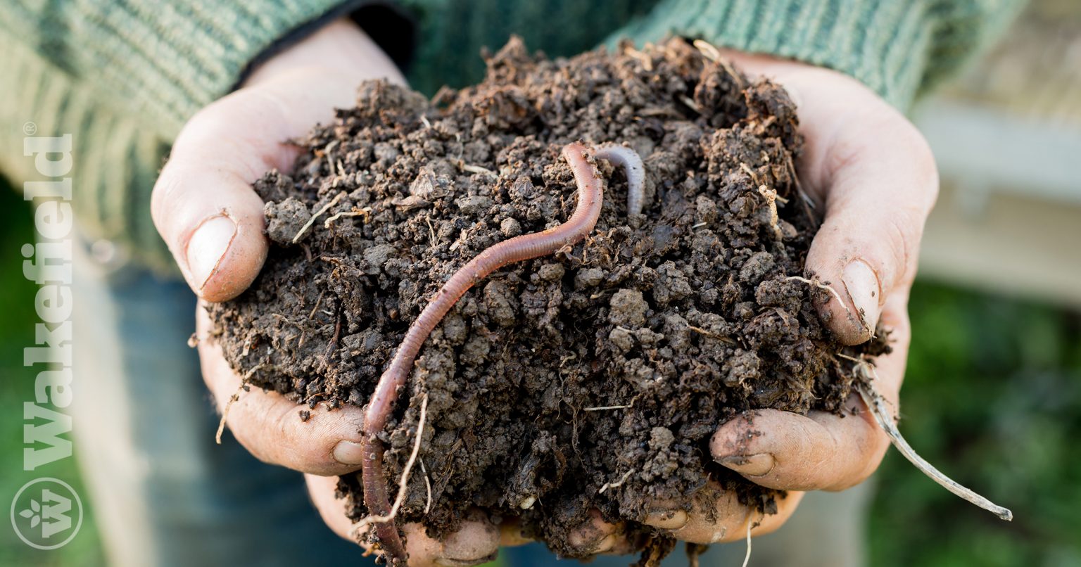 Can Worms Live In Biochar? Wakefield BioChar
